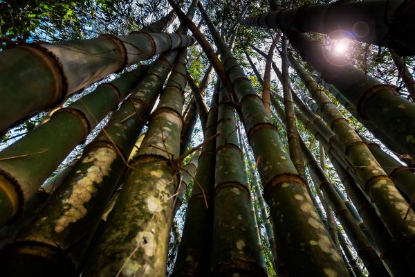 looking up at bamboo trees