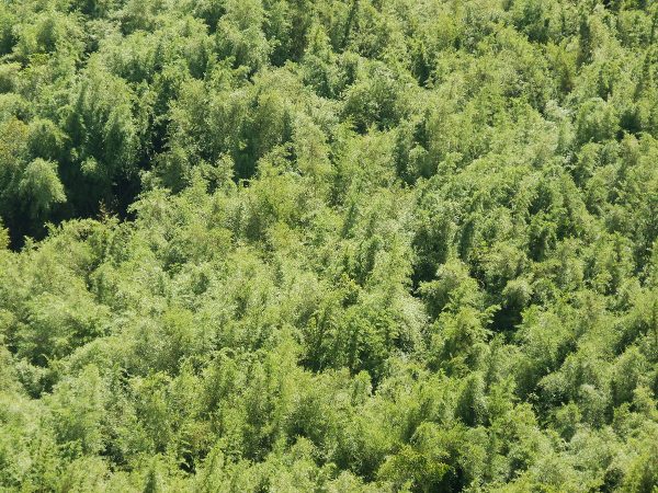 Bamboo forest aerial