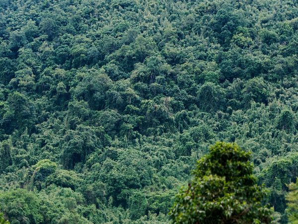 bamboo forest africa