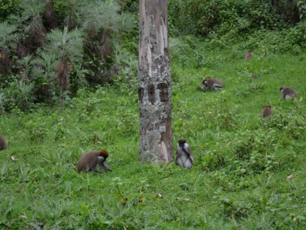 bale monkeys in forest
